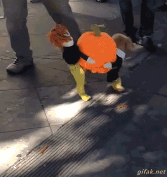 EF723341-1B69-4B61-909B-E5F9A115CEBA.gif