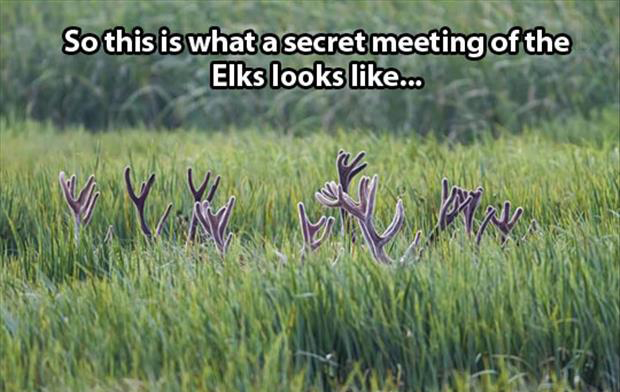 elk-pictures.jpg