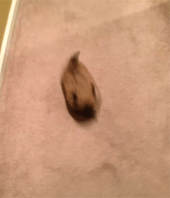 eQjdGFdTf7BbG.gif