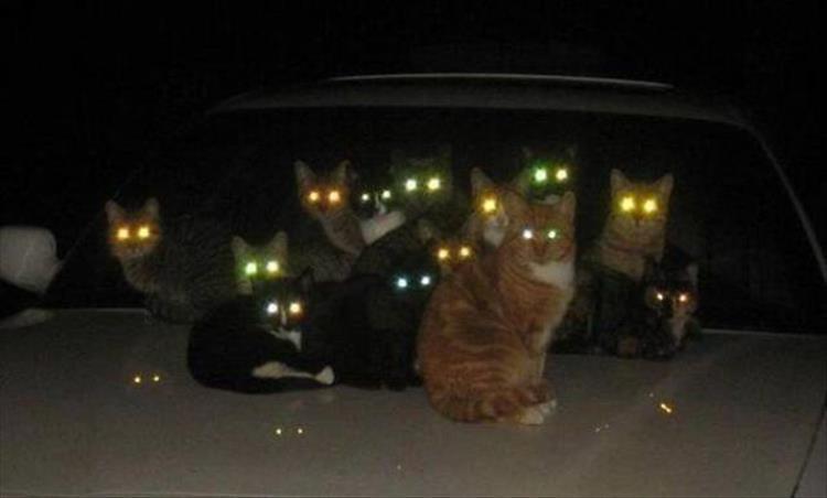 evil-cats-7.jpg