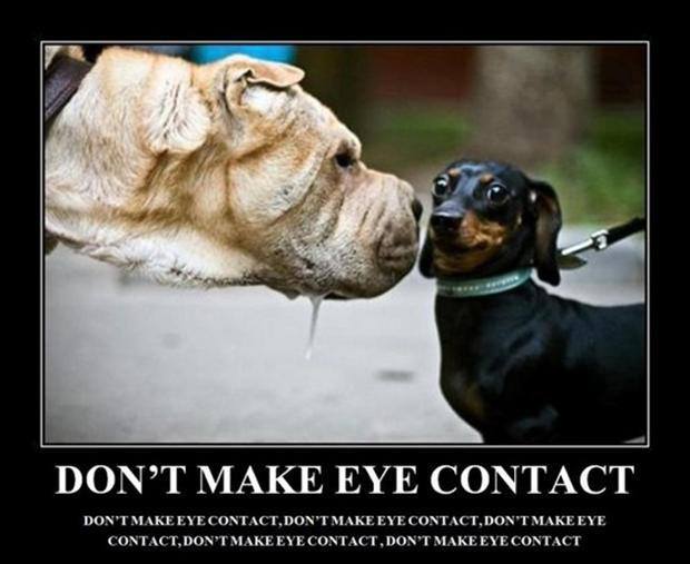 eyecontact.jpg