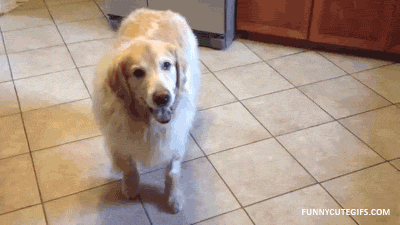 F3FD3291-8F8E-4C55-B483-DB33CD9D6F0F.gif