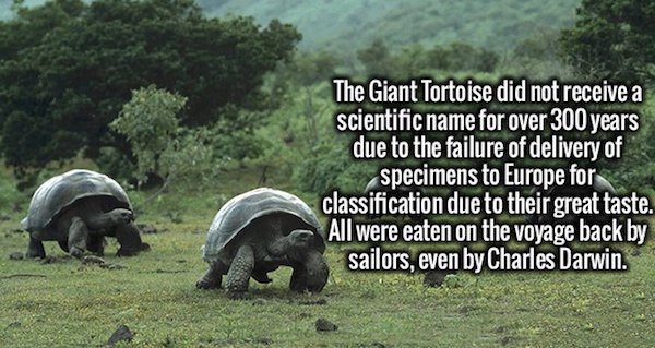 facts-29-photos-29.jpg