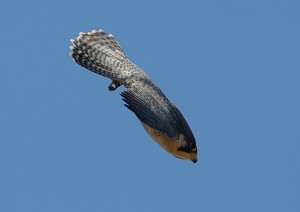 Falcon-in-a-Dive-300x212.jpg