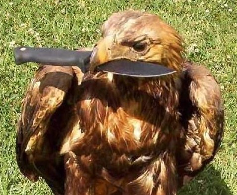 falcon.jpg