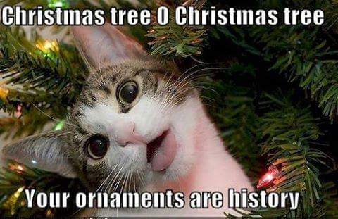 FB_IMG_1480288380498.jpg