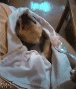 FBB591FA-E79E-4EF2-97DA-DD98BFD2D390.gif
