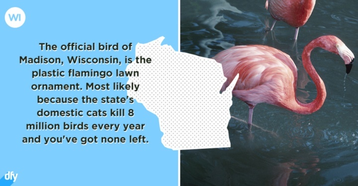 flamingo.jpg