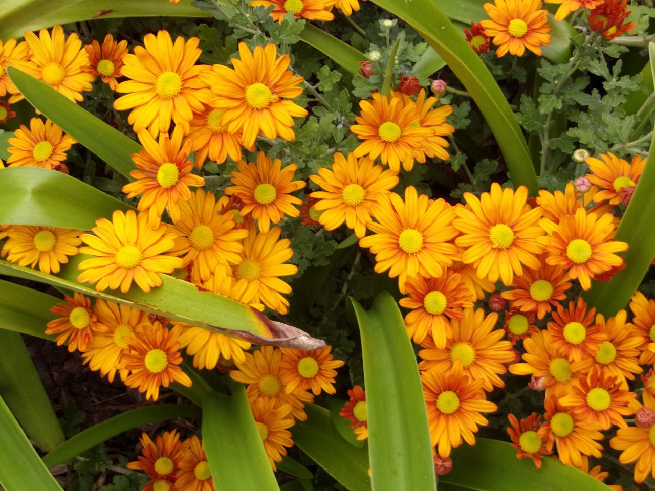 flowers.JPG