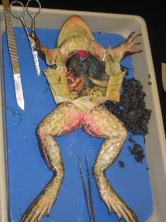 frog-dissect.jpg