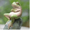 froganimation.gif