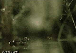 froggy.gif