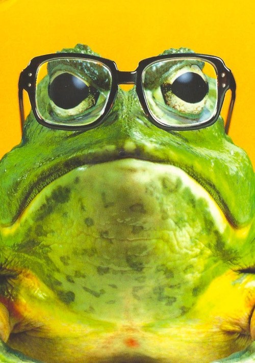 frogwearingglasses.jpg