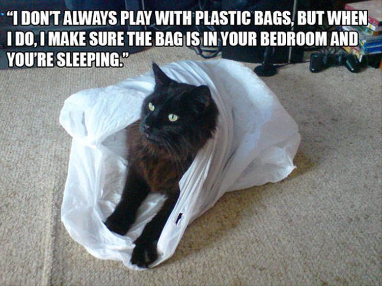 funny-animal-1.jpg