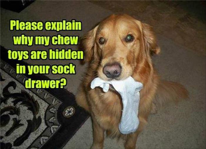 funny-animal-151.jpg