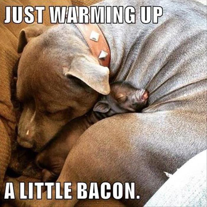 funny-animal-31.jpg