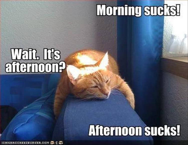 funny-animal-8.jpg