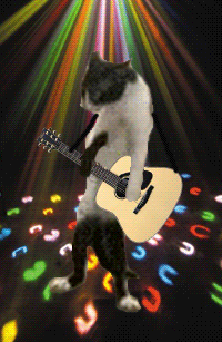 funny-animal-gifs-cat-dancing.gif