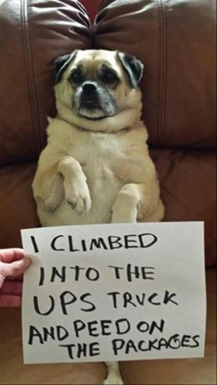 funny-animals-1010.jpg