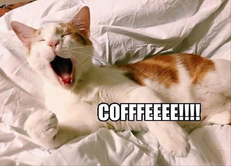 funny-animals-1020.jpg