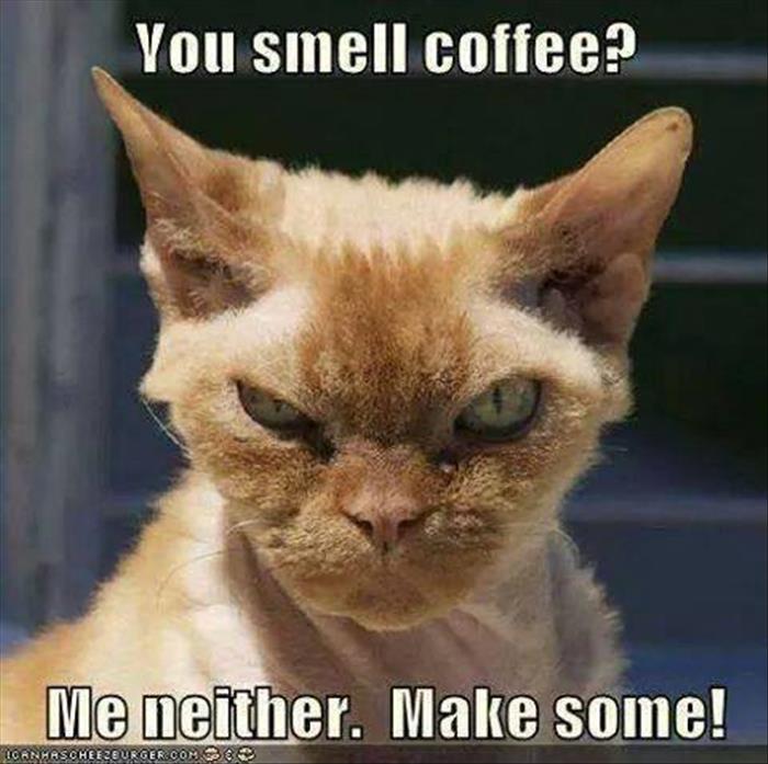funny-animals-1105.jpg
