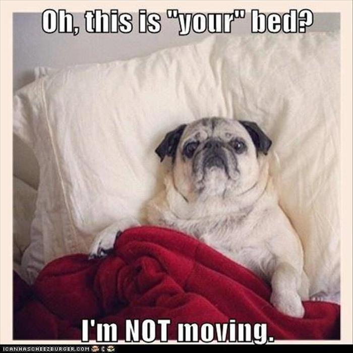 funny-animals-13.jpg