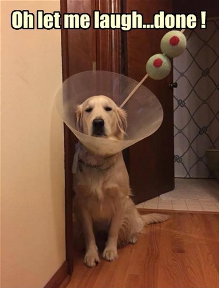 funny-animals-1413.jpg
