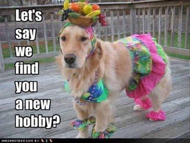 funny-animals-1711.jpg