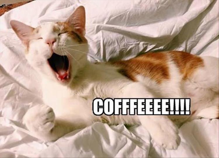 funny-animals-196.jpg