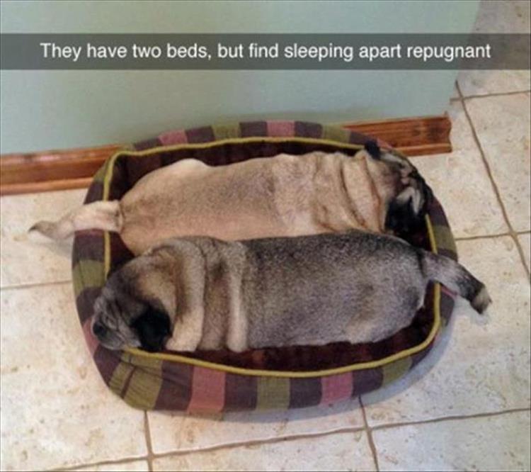 funny-animals-235.jpg