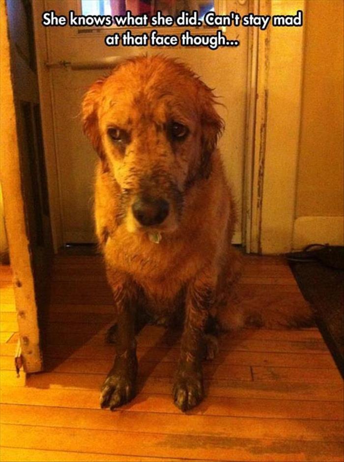 funny-animals-272.jpg