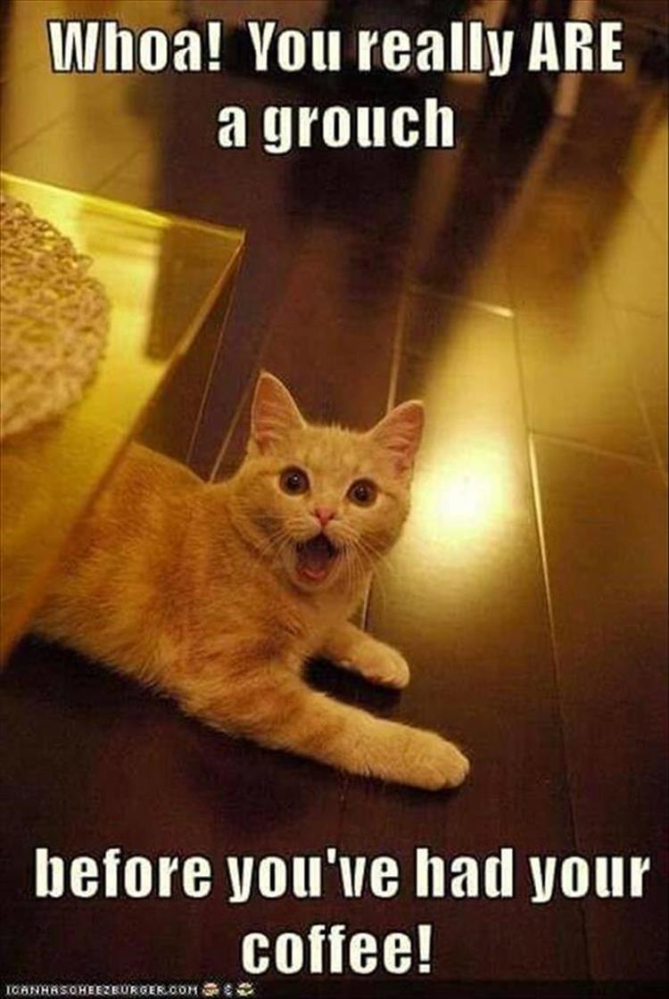 funny-animals-561.jpg