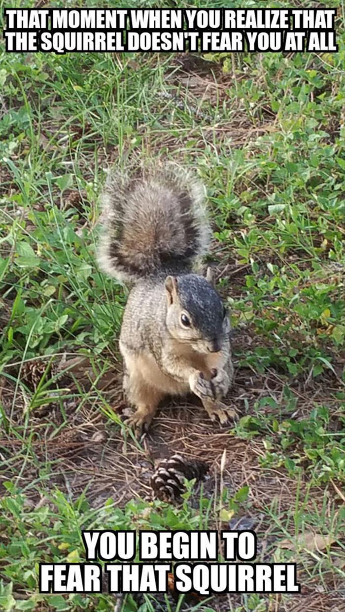 funny-animals-652.jpg