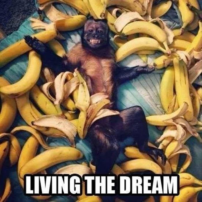 funny-animals-683.jpg