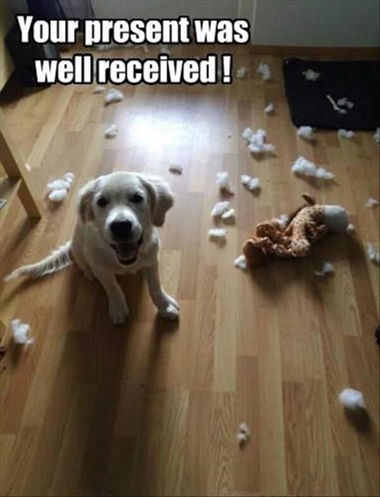 funny-animals-8-2.jpg