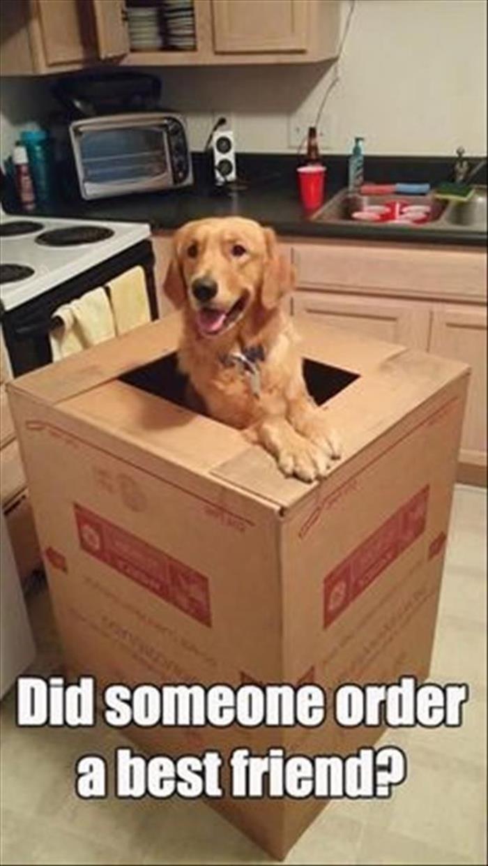 funny-animals-80.jpg