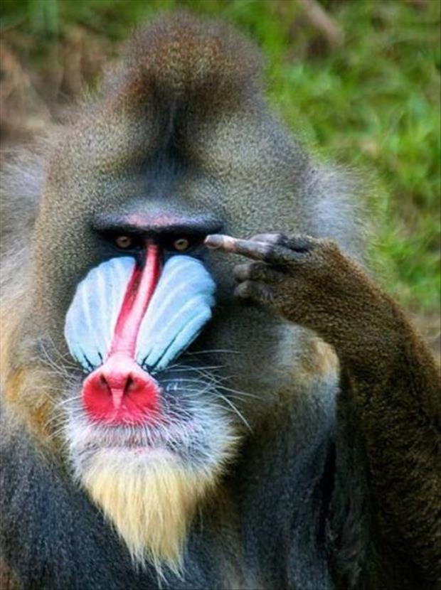 Funny-Animals-the-finger.jpg