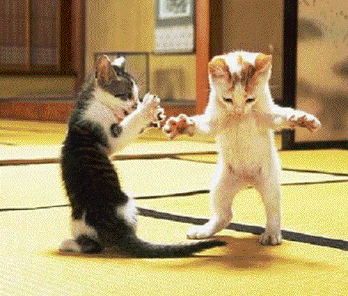 funny animated gifs animals10.gif