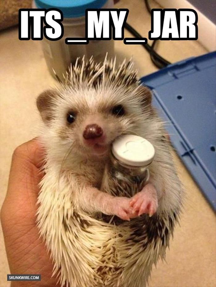 funny-aninmal-pictures-11.jpg