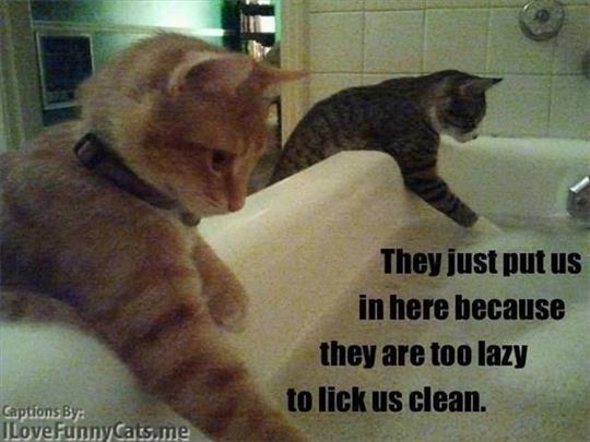 funny-cat-bath-lazy-people.jpg