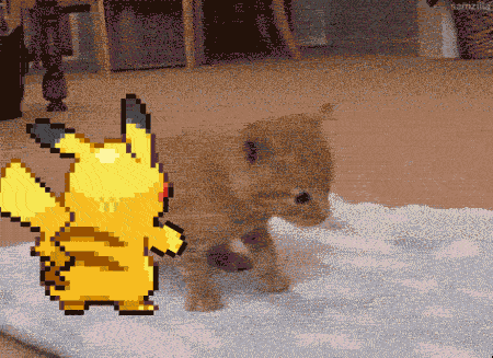 funny-cat-gifs-030-002.gif