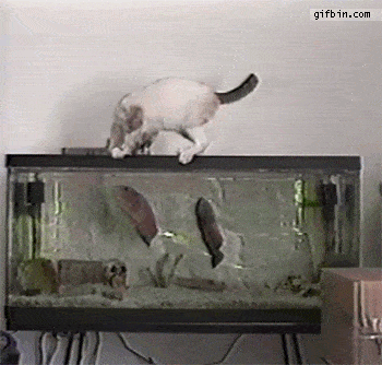 funny-cat-gifs-035-002.gif