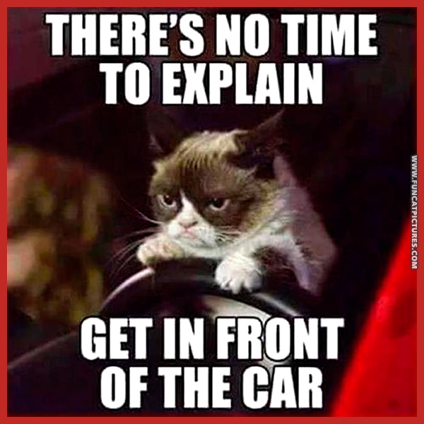 funny-cat-pictures-get-in-front-of-the-car.jpg