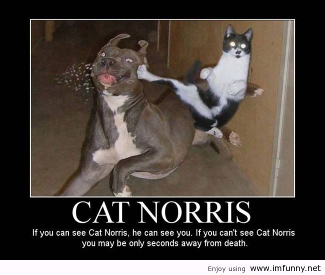 funny-cat-pictures-quotes-cat-norris-48104.jpg