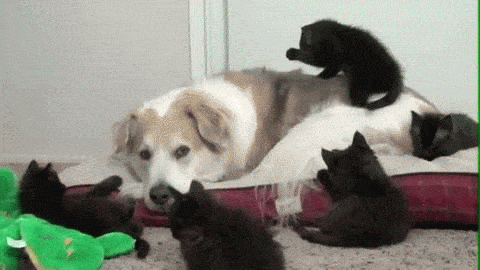 funny-dog-and-cats-cute-o.gif