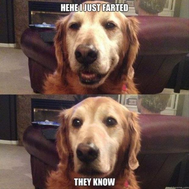 funny-dog-farts.jpg