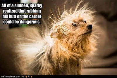 funny-dog-pictures-butt-carpet.jpg