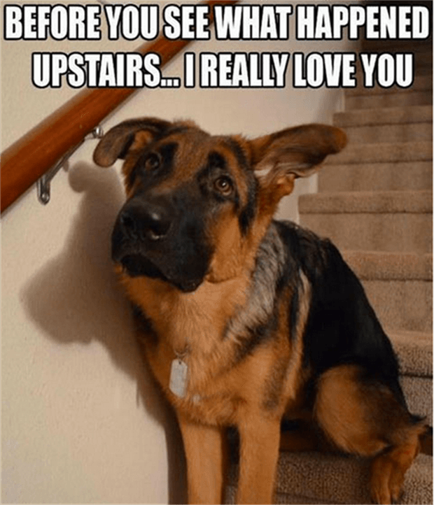 funny-dog-poo-in-the-house2.png