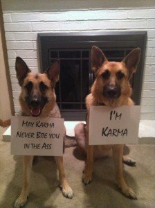 funny-dog-shaming-karma-bites-you-in-the-butt1-224x300-1.jpg