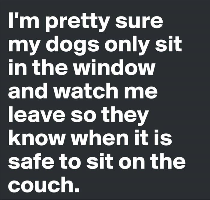 funny-dogs.jpg